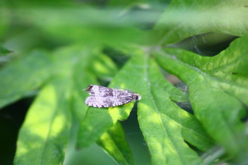 Micro lepidottero: Crambide?